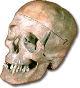 skull