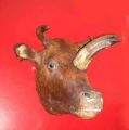 Antique curiosities,  sample of some of the items from Curious Science