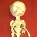 Antique human and animal skeletons, skulls, replica and model