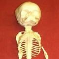 Antique human and animal skeletons, skulls, replica and model