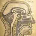 Antique wall charts, anatomical, educational, natural history, phrenology
