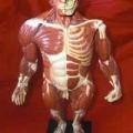 Antique anatomy, anatomical models, skeletons, charts, bones