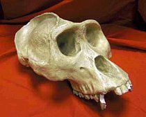 Antique Primate Skull (cast)