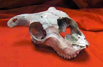 Antique Horned Mammal Skull