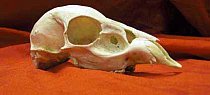 Antique Skull