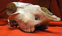 Antique Skull