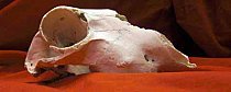 Antique Skull