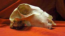 Antique Skull