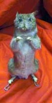 Vintage, Small, Gray Mammal, Stuffed