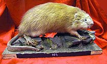 Antique Preserved Rodent