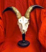 Antique, Horned  Skull