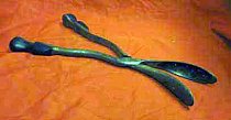 Antique Obstretic Craniotomy Forceps, Davis' Pattern