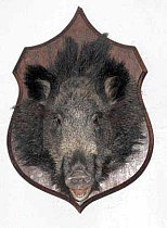 Antiques Head Of Boar Mounted