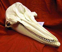 Alligator Skull
