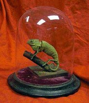 Antique Chameleon Preserved Under A Glass Dome