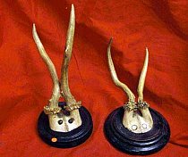 Antique Mounted Antlers