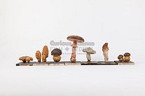 Mushroom models