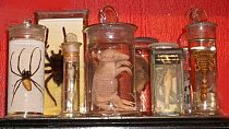PICKLED SPECIMENS
