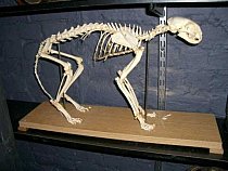 Cat skeleton