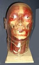 Anatomical model of human head 20th c.