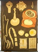 Tapeworm chart
