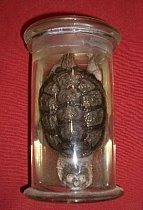Pickled tortoise