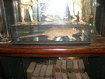 Stuffed rat in glazed case