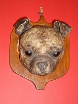 Trophy of pug dog.