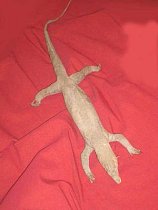 Large lizard