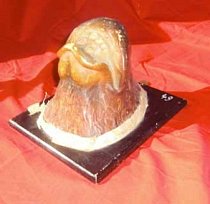 Wax Cow Nose