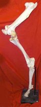 Skeletal Horse Leg on Stand