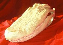 Alligator Skull