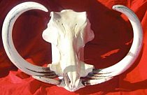 Warthog Skull