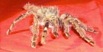 Tarantula