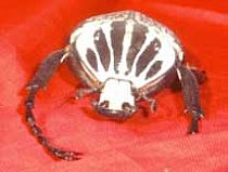 Large Beetle