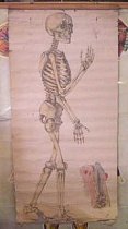 Anatomy Chart