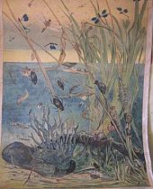 Natural History Chart