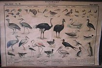 Bird Species Chart c1920