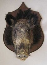 Stuffed Wild Boar Trophy