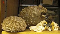 Sea Urchin