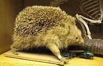 Stuffed Hedgehog