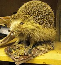 Stuffed Hedgehog