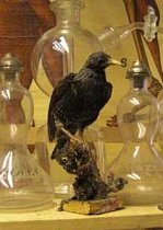 Stuffed Crow
