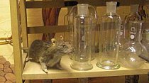 Stuffed Rat