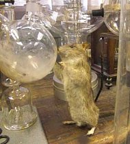 Stuffed Rat