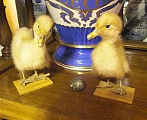 Stuffed Chicks
