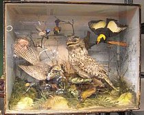 Stuffed Birds in Case