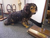 Stuffed Dog