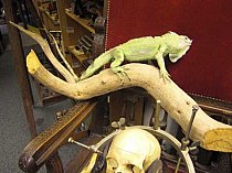 Stuffed Lizard on Branch