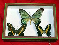 Three Butterfly Specimens In Display Case